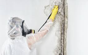 Best Forensic Mold Investigation in USA